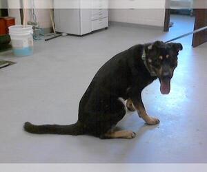 German Shepherd Dog-Unknown Mix Dogs for adoption in Fayetteville, NC, USA