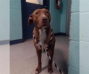 Mutt Dogs for adoption in Palmetto, FL, USA