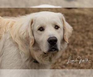 Great Pyrenees Dogs for adoption in Winter Park, CO, USA