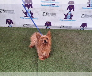 Mutt Dogs for adoption in Orlando, FL, USA