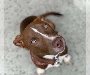 American Pit Bull Terrier-Unknown Mix Dogs for adoption in Tulsa, OK, USA