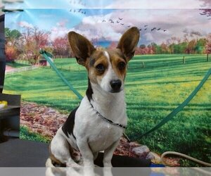 Parson Russell Terrier-Unknown Mix Dogs for adoption in Moreno Valley, CA, USA