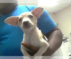 Labrador Retriever-Unknown Mix Dogs for adoption in Fayetteville, NC, USA