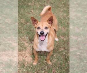 Chipin Dogs for adoption in PIPE CREEK, TX, USA