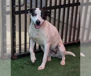 American Pit Bull Terrier-Unknown Mix Dogs for adoption in Rockwall, TX, USA