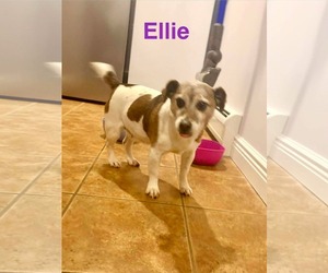 Medium Photo #1 Jack Russell Terrier-Unknown Mix Puppy For Sale in Westwood, NJ, USA