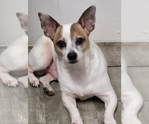 Jack Chi Dogs for adoption in Ellijay, GA, USA