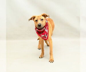 Catahoula Leopard Dog-German Shepherd Dog Mix Dogs for adoption in Sanford, FL, USA