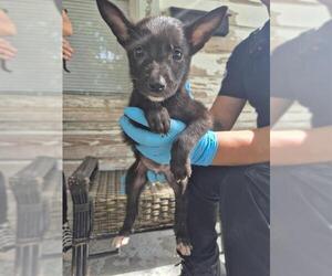 German Shepherd Dog-Unknown Mix Dogs for adoption in San Antonio, TX, USA