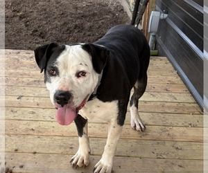 American Staffordshire Terrier-Unknown Mix Dogs for adoption in Dallas, TX, USA