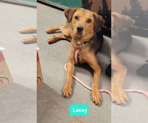 Labrador Retriever-Unknown Mix Dogs for adoption in Richmond, IN, USA