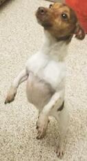 Jack-Rat Terrier Dogs for adoption in Westminster, MD, USA