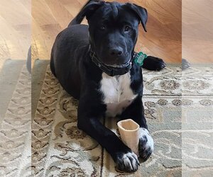 Akita-German Shepherd Dog Mix Dogs for adoption in Roxboro, NC, USA