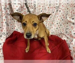Chihuahua-Unknown Mix Dogs for adoption in Modesto, CA, USA
