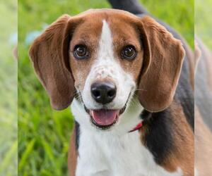 Beagle Dogs for adoption in Miami, FL, USA