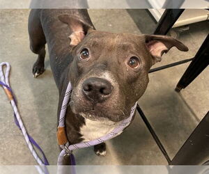 American Bulldog-Unknown Mix Dogs for adoption in Tavares, FL, USA