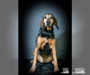 Black and Tan Coonhound Dogs for adoption in Mount Juliet, TN, USA