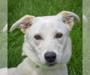 Catahoula Leopard Dog-German Shepherd Dog Mix Dogs for adoption in Huntley, IL, USA
