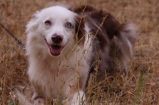 Australian Shepherd Dogs for adoption in Polson, MT, USA