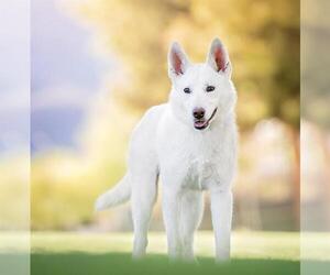 German Shepherd Dog-Siberian Husky Mix Dogs for adoption in Las Vegas, NV, USA