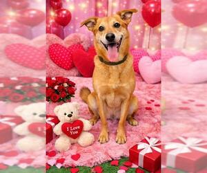 Labrador Retriever-Unknown Mix Dogs for adoption in Globe, AZ, USA