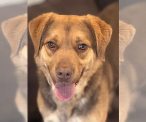 Mutt Dogs for adoption in Doylestown, PA, USA