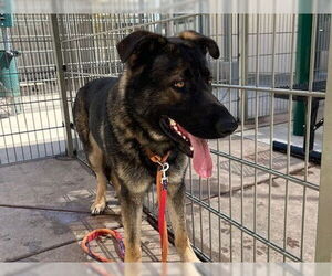 German Shepherd Dog Dogs for adoption in Martinez, CA, USA