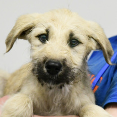 Labradoodle Dogs for adoption in Huntley, IL, USA