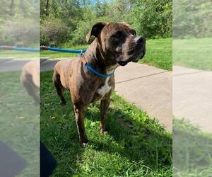 Boxer-Catahoula Leopard Dog Mix Dogs for adoption in Saint Charles, MO, USA