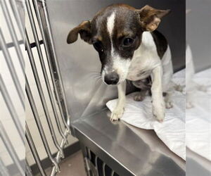 Chihuahua Dogs for adoption in San Bernardino, CA, USA