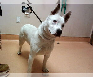 Siberian Husky-Unknown Mix Dogs for adoption in Martinez, CA, USA