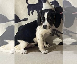 Boglen Terrier Dogs for adoption in HOPKINSVILLE/PRINCETON, KY, NH, USA