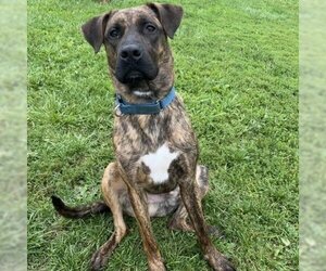 Plott Hound-Unknown Mix Dogs for adoption in Easton, PA, USA