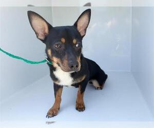 Chihuahua-Unknown Mix Dogs for adoption in Houston, TX, USA