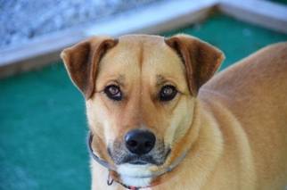 Medium Photo #1 Labrador Retriever-Unknown Mix Puppy For Sale in Athens, AL, USA