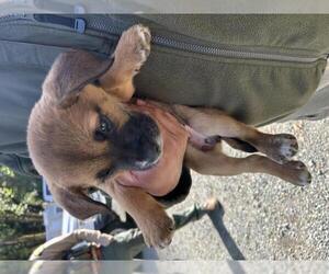 German Shepherd Dog-Unknown Mix Dogs for adoption in San Martin, CA, USA