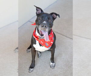 Mutt Dogs for adoption in McKinney, TX, USA