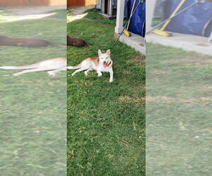 Siberian Husky Dogs for adoption in FRAMINGHAM, MA, USA