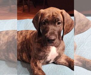 Great Dane Dogs for adoption in Palm Beach, FL, USA