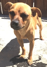 Chihuahua-Unknown Mix Dogs for adoption in Bell Gardens, CA, USA