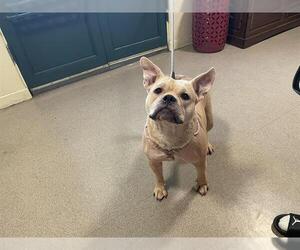 Bulldog-Unknown Mix Dogs for adoption in Pasadena, CA, USA