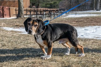 Medium Photo #1 Beagle-Unknown Mix Puppy For Sale in Bridgewater, NJ, USA