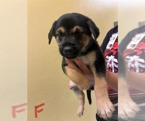 Dachshund-Unknown Mix Dogs for adoption in Modesto, CA, USA