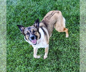 Mutt Dogs for adoption in Sandy, UT, USA