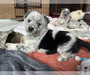 Mutt Dogs for adoption in Highland, IL, USA