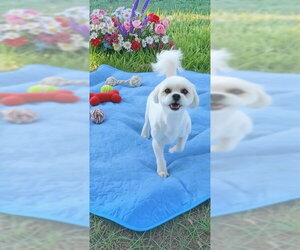 Zuchon Dogs for adoption in Weston, FL, USA