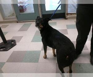 Rottweiler-Unknown Mix Dogs for adoption in Oklahoma City, OK, USA