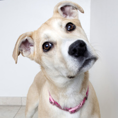 Labrador Retriever-Shiba Inu Mix Dogs for adoption in Eden Prairie, MN, USA