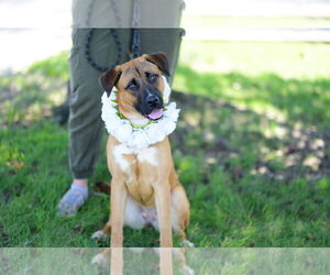 German Shepherd Dog-Unknown Mix Dogs for adoption in Perth Amboy, NJ, USA