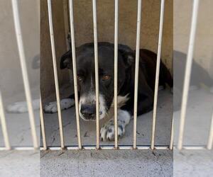 American Pit Bull Terrier-Unknown Mix Dogs for adoption in Oklahoma City, OK, USA